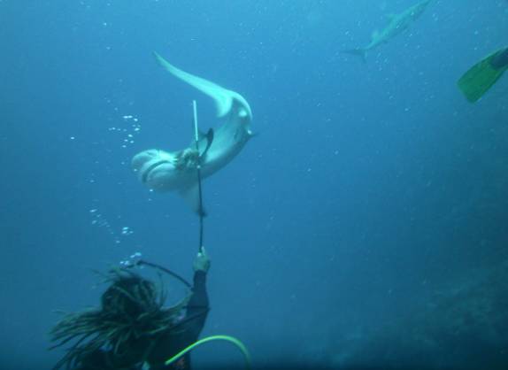 Alimentando tubarões com lion fish durante mergulho em Providencia, ilha colombiana no Caribe